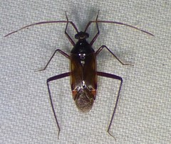 Eustictus
