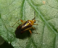 Horciasinus signoreti