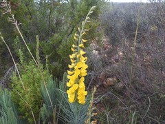 Lebeckia sepiaria