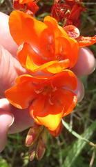 Tritonia crocata