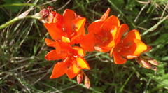 Tritonia crocata