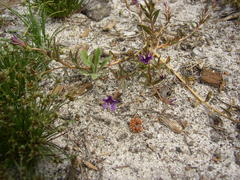 Monopsis debilis debilis