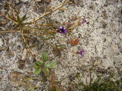 Monopsis debilis debilis