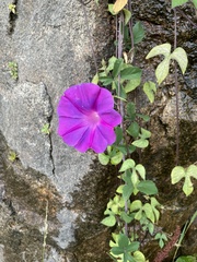 Ipomoea indica