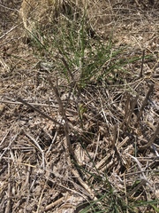 Pueraria montana lobata