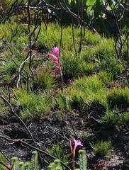 Watsonia coccinea