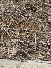 Pueraria montana lobata