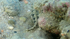 Parablennius tentacularis