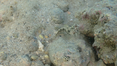 Parablennius tentacularis