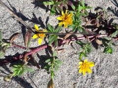 Pectis multiflosculosa