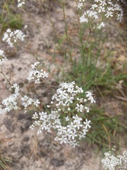 Gypsophila fastigiata