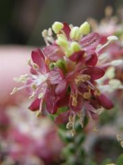 Passerina filiformis, photograph author not stated, no rights reserved