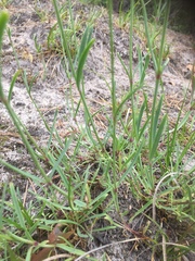 Gypsophila fastigiata