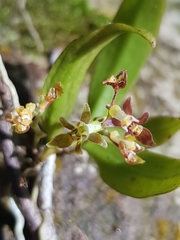 Plectorrhiza tridentata