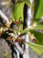 Plectorrhiza tridentata