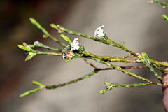 Euchaetis tricarpellata