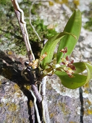 Plectorrhiza tridentata