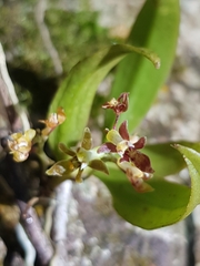 Plectorrhiza tridentata