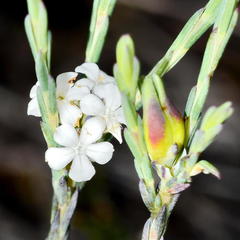 Euchaetis tricarpellata