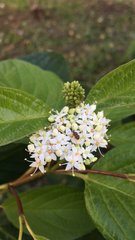 Cornus
