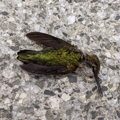 Archilochus colubris