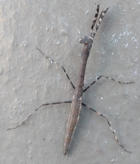 Musonia remota