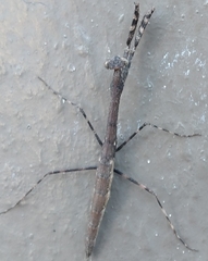 Musonia remota