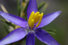 Calectasia narragara