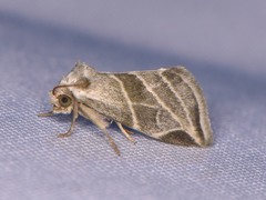 Plagiomimicus tepperi