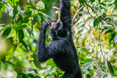 Siamang photo 5