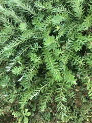 Salix humilis tristis