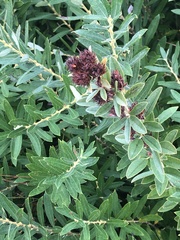 Salix humilis tristis