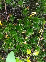 Atrichum undulatum