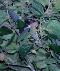 Pseudochirulus herbertensis