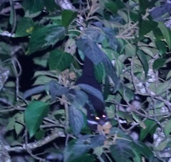 Pseudochirulus herbertensis