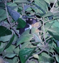 Pseudochirulus herbertensis