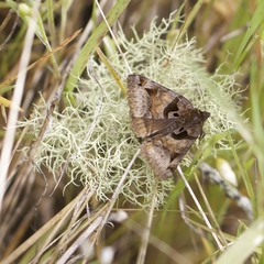 Euclidia ardita