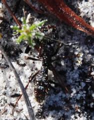 Bothroponera cavernosa