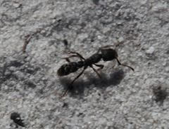 Bothroponera cavernosa