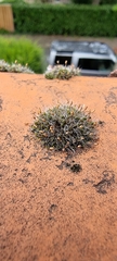 Grimmia pulvinata