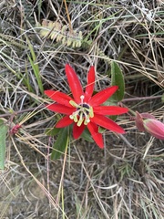 Passiflora manicata