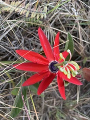 Passiflora manicata