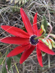 Passiflora manicata