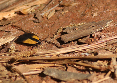 Pyromorpha dimidiata