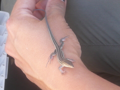 Aspidoscelis hyperythrus beldingi