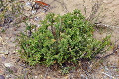 Agathosma trichocarpa
