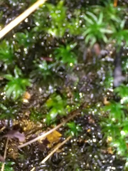 Atrichum undulatum