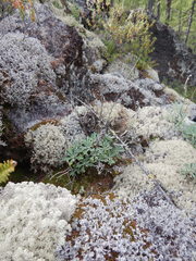 Artemisia lagocephala