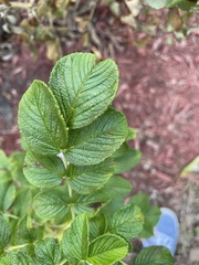 Rosa rugosa