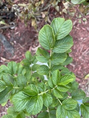 Rosa rugosa